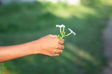 A hand holding a small white flower with green leaves in nature