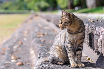 北海道洞爺湖町、日向ぼっこする野良猫【9月】