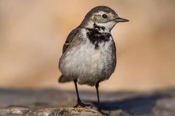 High resolution close up image of a single mature wagtail bird in the wild posing for the camera- Israel