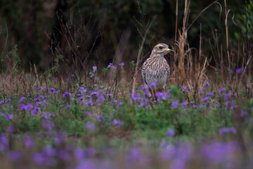 Bird standing among purple flowers