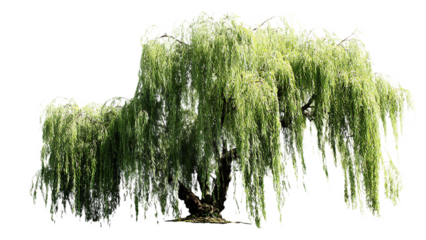 Isolated weeping willow tree with long drooping branches and green leaves against a black background