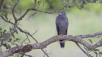 African harrier-hawk, harrier hawk or gymnogene, Polyboroides typus, in Kruger National Park, South Africa