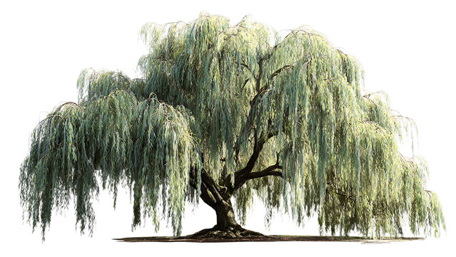 Isolated weeping willow tree with long drooping branches against a black background in full foliage