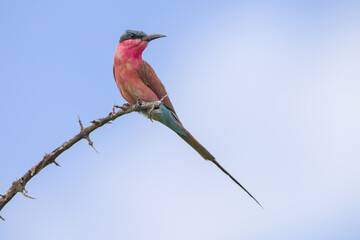 Southern carmine bee-eater, Merops nubicoides, Kruger National Park, South Africa