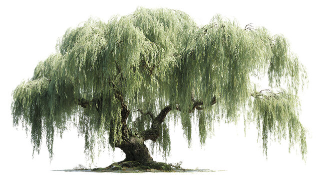 A large weeping willow tree with long branches and leaves isolated on a transparent background