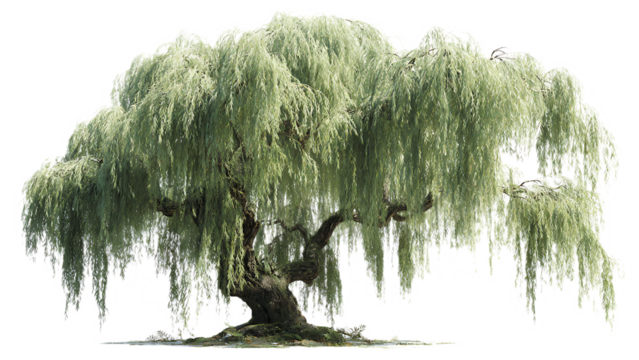 A large weeping willow tree with long branches and leaves isolated on a transparent background
