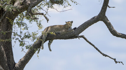 Leopard in a Leadwood tree, Kruger National Park, South Africa