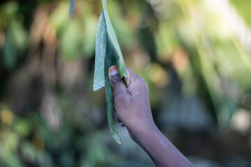 Hand holding a fresh aloe vera leaf with blurred green foliage in the background