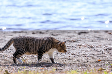北海道洞爺湖町、湖畔を散歩する野良猫【9月】