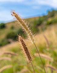 Close-up of dried grass seed heads with fine hairs swaying in soft wind on a summer hillside