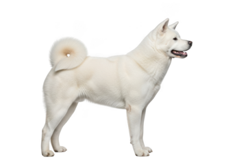 Full body shot of a white akita dog standing sideways, a purebred japanese breed, pet animal, canine companion, isolated on transparent background