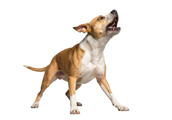 Tan and white dog howling loudly, canine pet animal isolated, barking dog breed, domesticated dog, animal png image isolated on transparent background