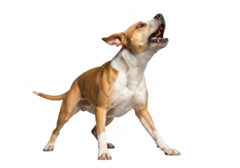Tan and white dog howling loudly, canine pet animal isolated, barking dog breed, domesticated dog, animal png image isolated on transparent background