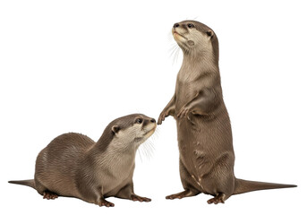 Fototapeta premium Two cute river otters standing and sitting looking upward wildlife animal mammal aquatic fauna otter isolated on transparent background