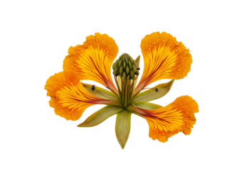 Vibrant orange flower with intricate details on transparent backdrop