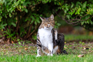 北海道洞爺湖町、草むらでくつろぐ野良猫【9月】
