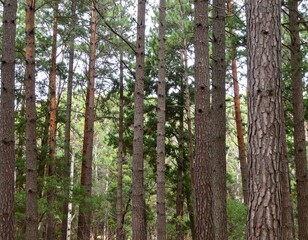 Fototapeta premium Dense woodland filled with tall tree trunks creating natural forest pattern