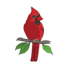 Vector Illustration of a Bright Red Male Northern Cardinal Bird on a Branch