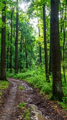 Fototapeta premium Forest with patches of bare soil between tree trunks after recent light rain in early summer morning