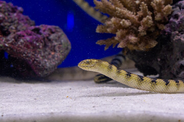 Sea snake (Hydrophis) in the aquarium with coral and rock