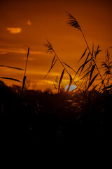 Obraz premium sunset in the field