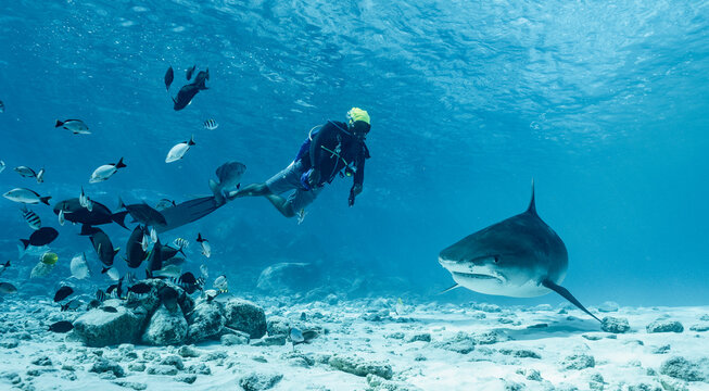 diver and tiger shark hovering above ocean floor in the Maldives