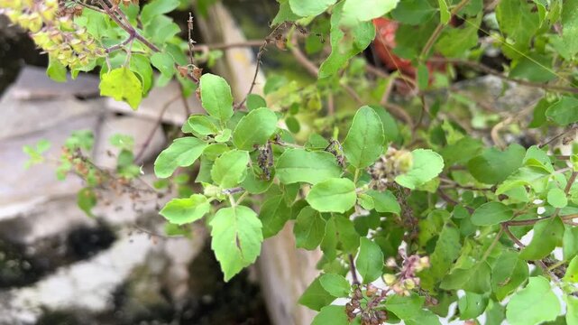 Holy Basil Leaves and Plant for Natural Health Care and Wellness