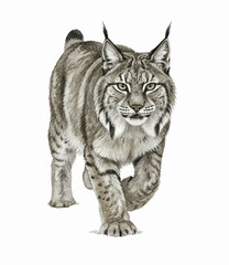 Lynx with Winter Fur Canada Lynx isolated watercolor vector illustration svg