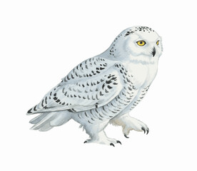 Arctic Sentinel Arctic Sentinel Snowy Owl isolated watercolor vector illustration svg