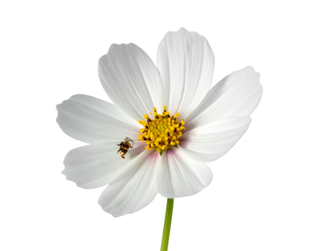  nflower isolated on transparent background 
