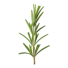 Fototapeta premium Fresh rosemary sprig for culinary use, adds flavor to dishes, premium quality ingredient