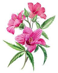Hibiscus flower. Hand-drawn watercolor illustration of a hibiscus.	