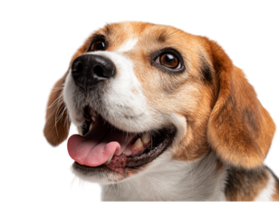  a beagle dog with a happy, smiling expression, looking up at the sky with its mouth open, against a white background