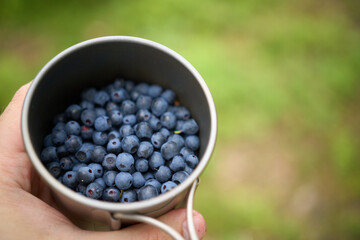 Fresh blueberries in metal camping cup outdoors