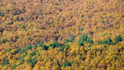 Autumn forest as a texture