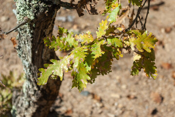 Oak leaves on a tree close up, blurred background, selective focus