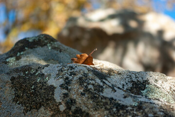 Orange autumn leaf on a big stone, blurred background, selective focus