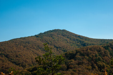 A mountain covered with forest in autumn under a blue sky