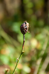 Dry rose hip on a green blurred background, selective focus