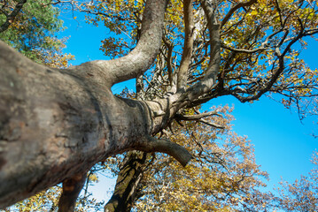 Tall autumn tree against blue sky: bottom-up view