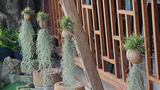 Spanish moss or Tillandsia usneoides
