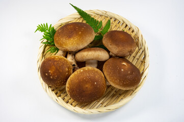 ざるに盛った椎茸