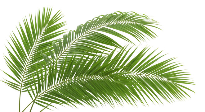 Closeup of vibrant green palm leaves isolated on transparent background-, 