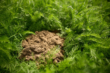 Soil pile surrounded by lush grass