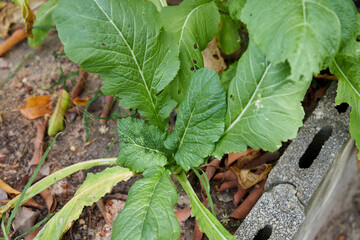  Organic Lettuce Growing in a Mulched Garden Bed