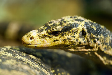 Close-up view of a scaly monitor lizard