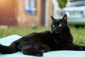Relaxed black cat lounging on yoga mat outdoors