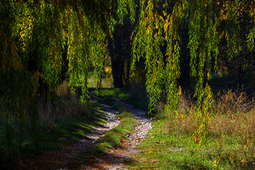 Golden autumn at the golf club