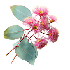 Pink eucalyptus flowers and leaves isolated on transparent background