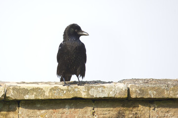 a close up portrait of a carrion crow, Corvus corone, as it perched on a wall. The back ground sky is nearly white and has space for text copy